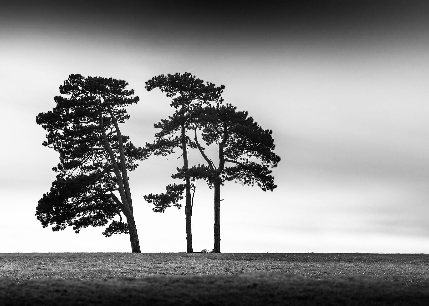 Black and White landscape photo of the uniquely identifiable silhouette of the 'three sisters' on Clifton down in Bristol, captured on a bleak and misty morning