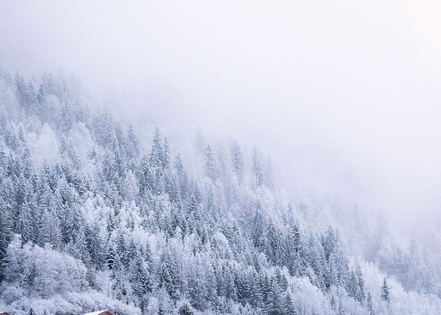 A high resolution photo of Snowy trees on the mountain near Chamonix Mont Blanc in heavy mist as the sunlight streams in from behind