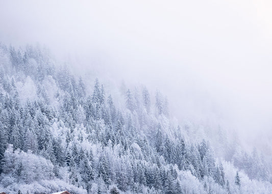 A high resolution photo of Snowy trees on the mountain near Chamonix Mont Blanc in heavy mist as the sunlight streams in from behind