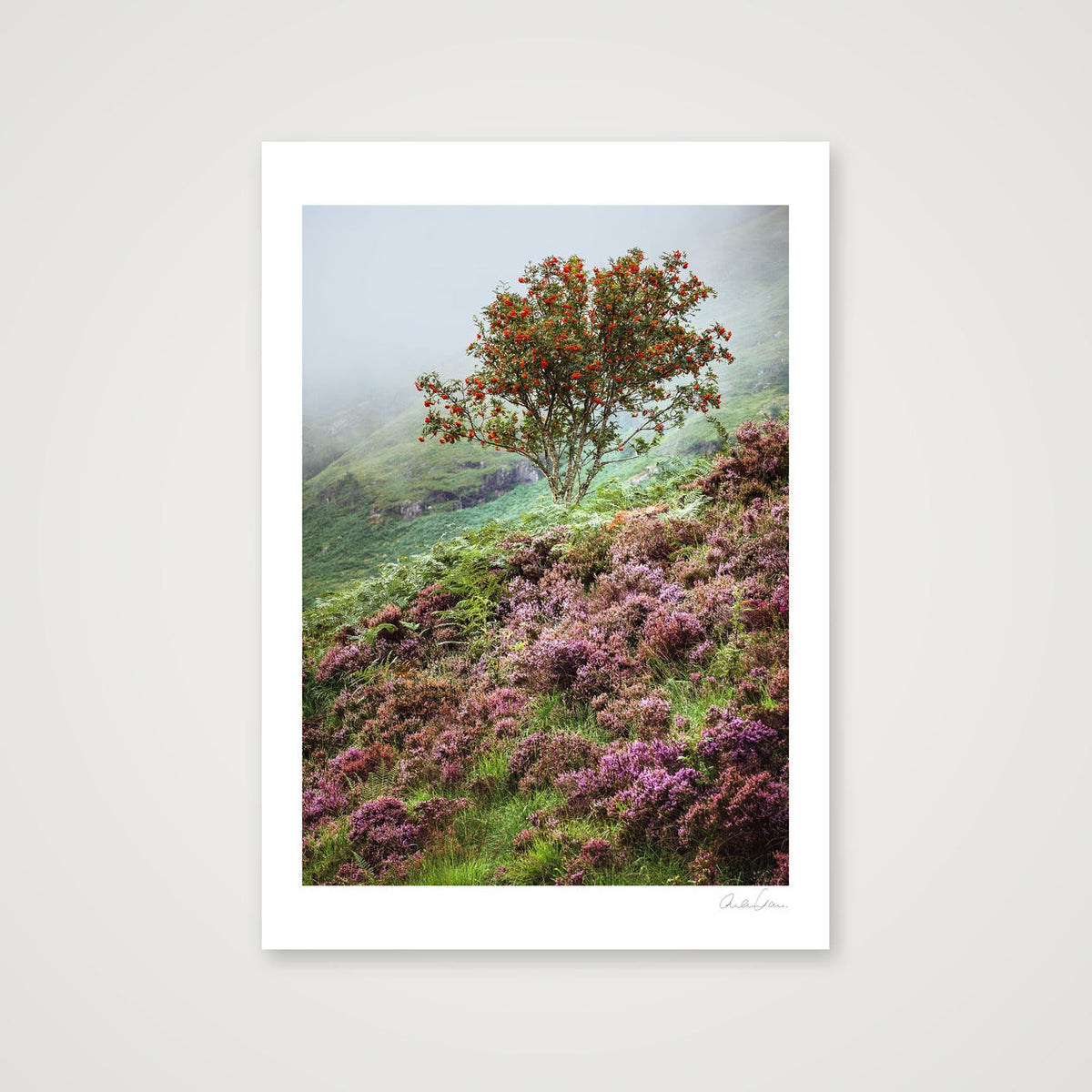 The Lonesome Rowan Tree — 59×84cm Print only