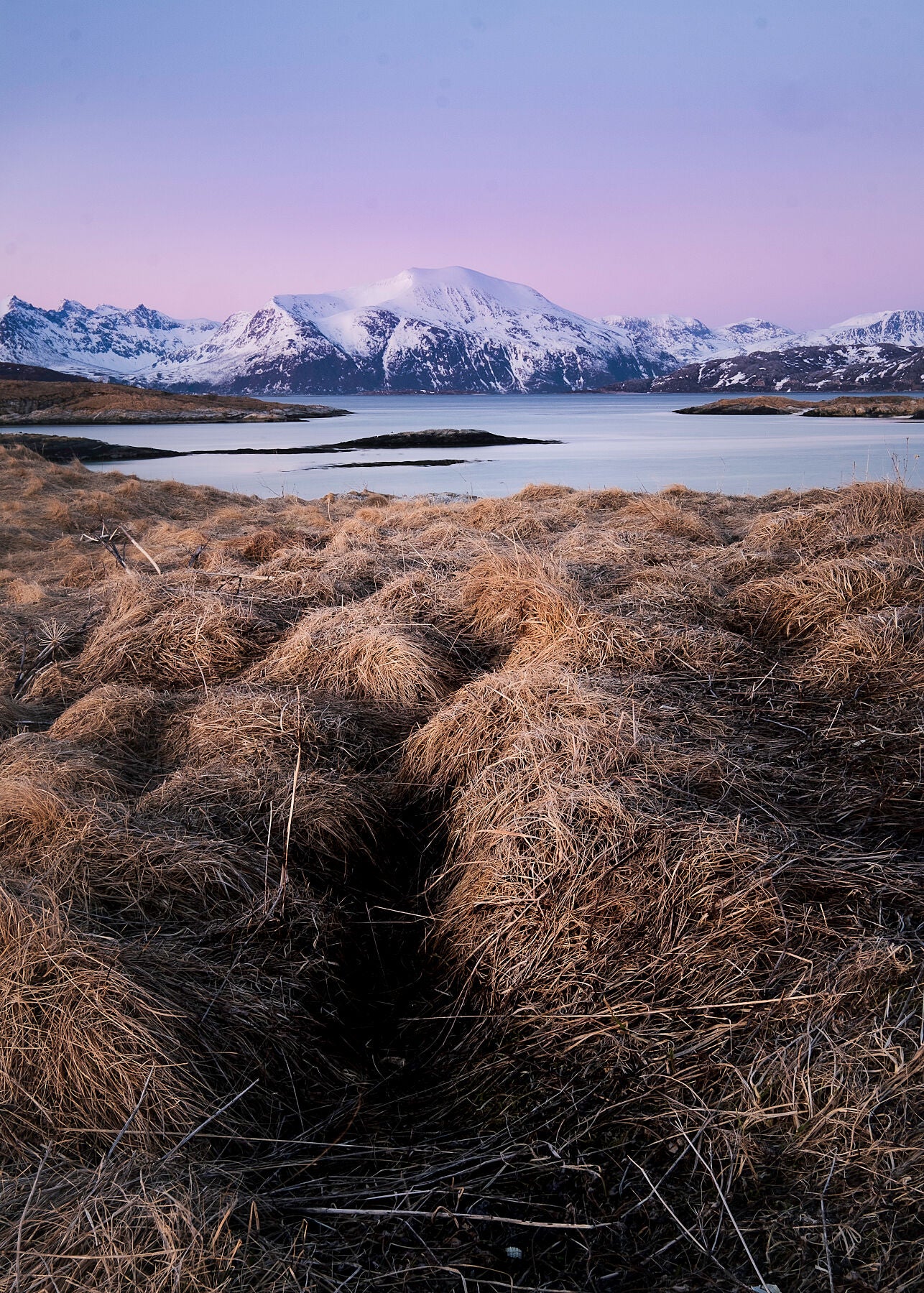 Norwegian snowy mountains seen from across a fjord with grasses in the foreground