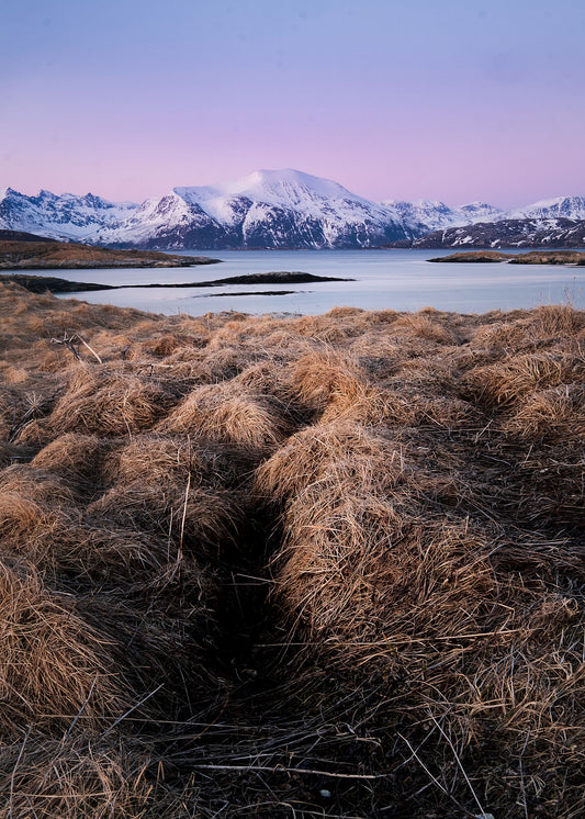 Norwegian snowy mountains seen from across a fjord with grasses in the foreground