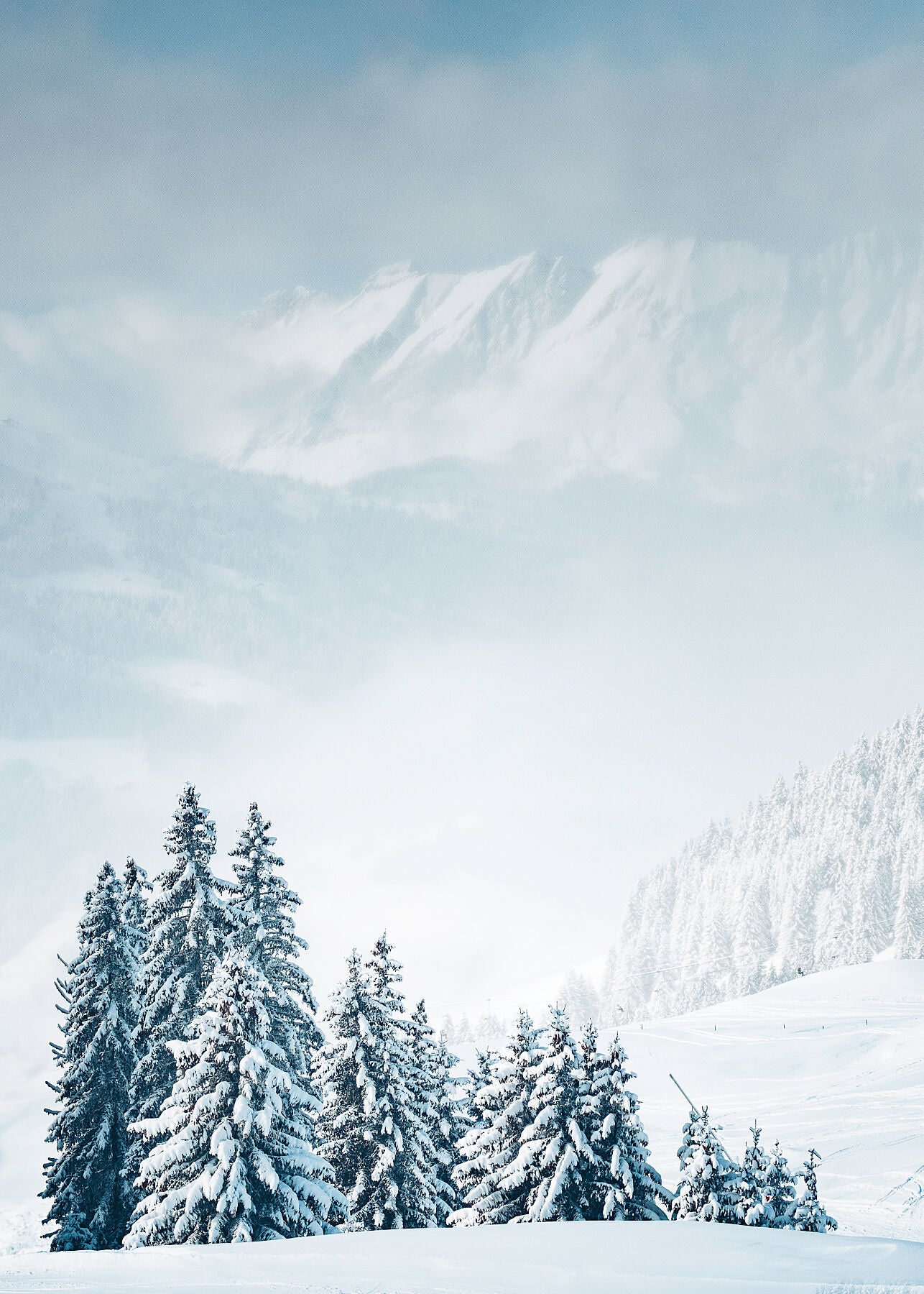 Snow laden trees in the French Alps near Chamonix , with a backdrop of mountains in the mist