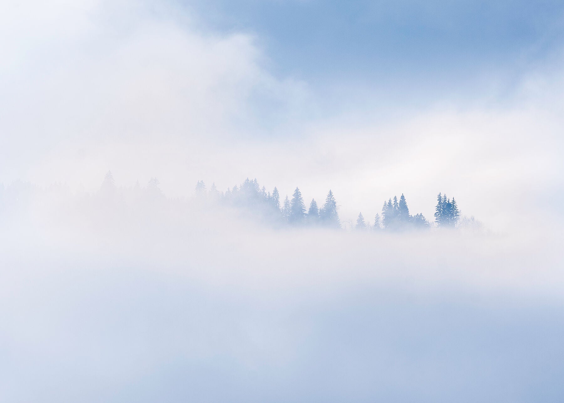 Mountain trees in the Chamonix area of the french alps peek from the mist in a colour photo