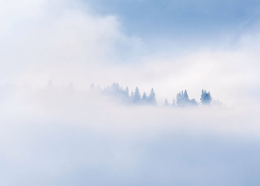Mountain trees in the Chamonix area of the french alps peek from the mist in a colour photo