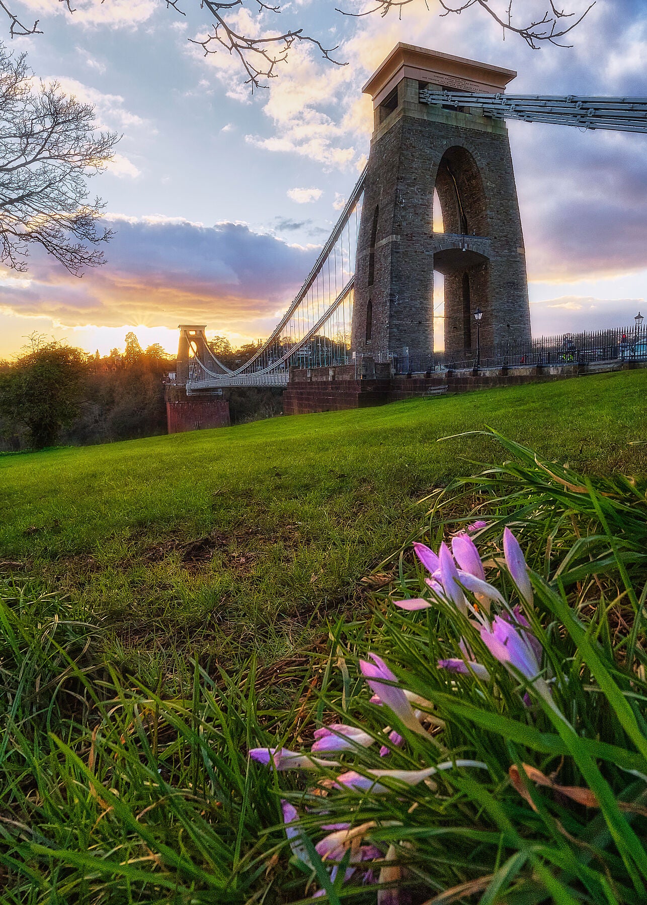 A photograph of Bristols iconic Clifton suspension bridge taken in early spring with the warming sun lighting a young crocus just springing to life
