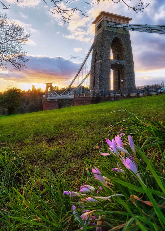 A photograph of Bristols iconic Clifton suspension bridge taken in early spring with the warming sun lighting a young crocus just springing to life
