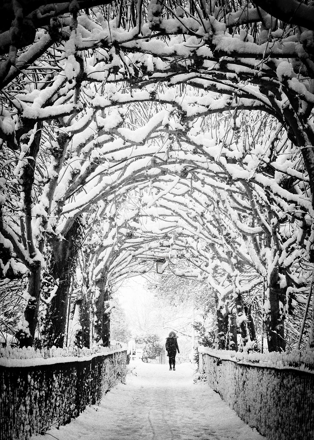 Covering trees create and arch covered in snow above the path of Cliftons Birdcage walk after heavy snow
