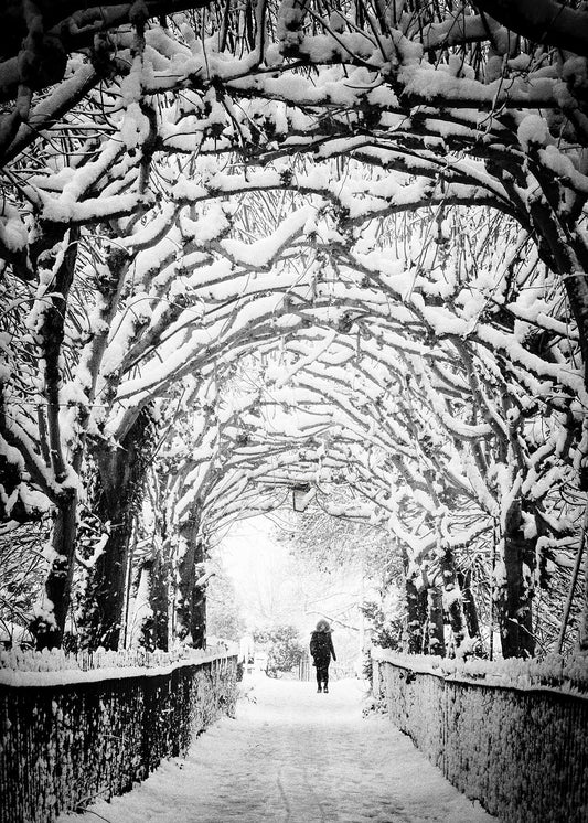 Covering trees create and arch covered in snow above the path of Cliftons Birdcage walk after heavy snow