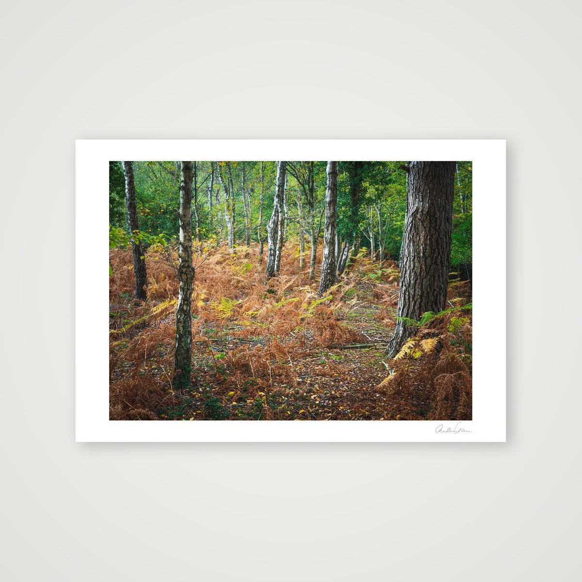 A Pebble Dash of Leaves — 84×59cm Print only