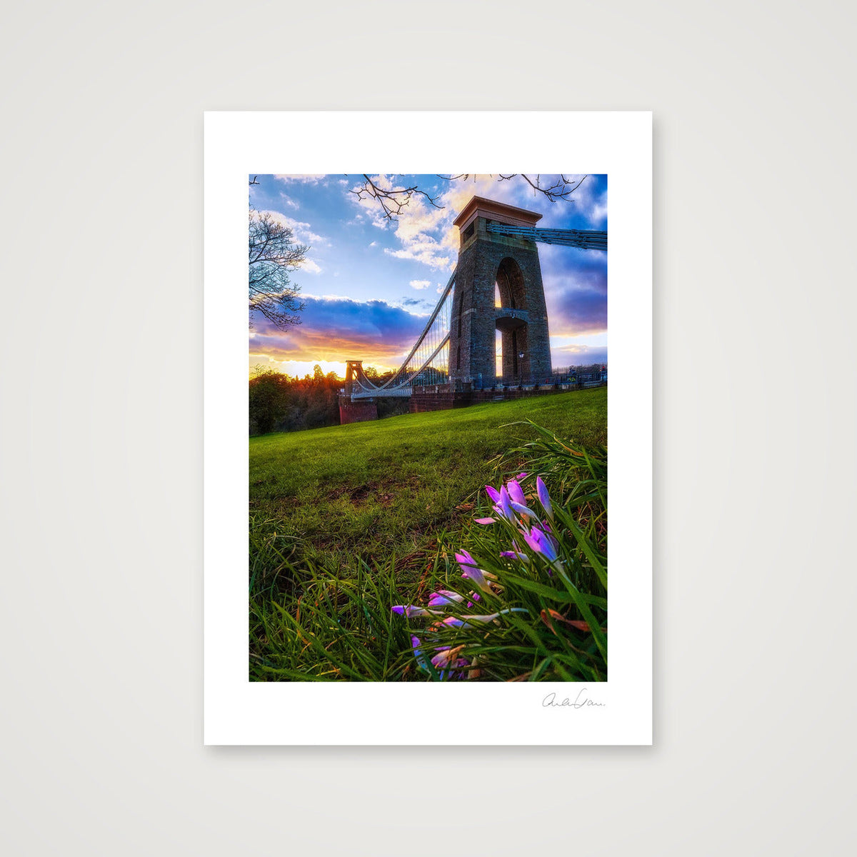 A lone crocus and the Clifton Bridge at sunset