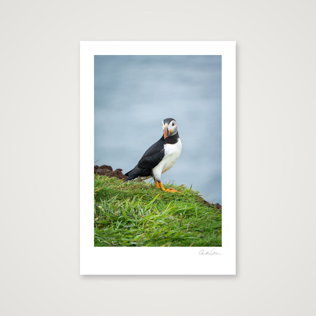 Puffin lookin, Skomer — 30×45cm Print only
