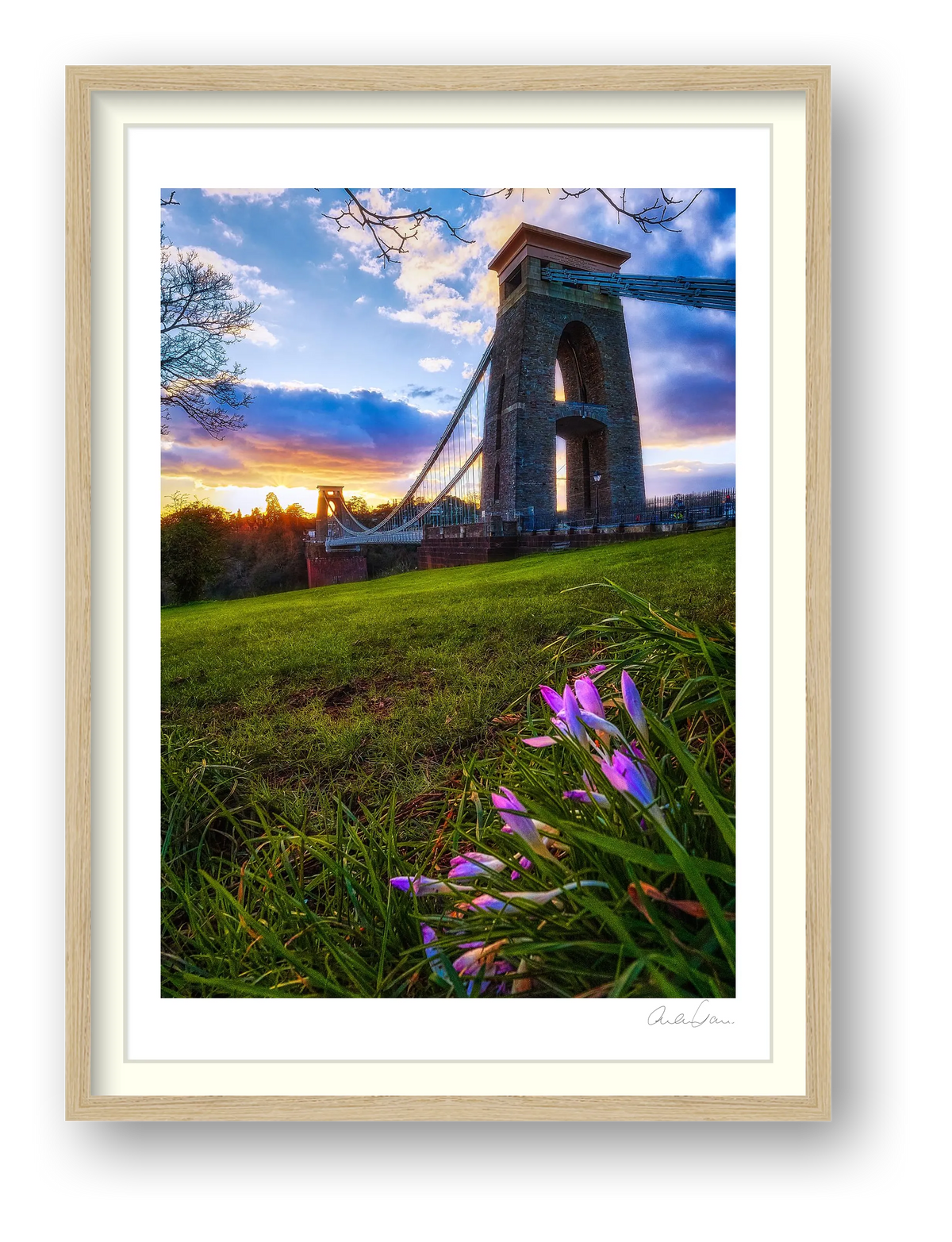 A lone crocus and the Clifton Bridge at sunset — framed