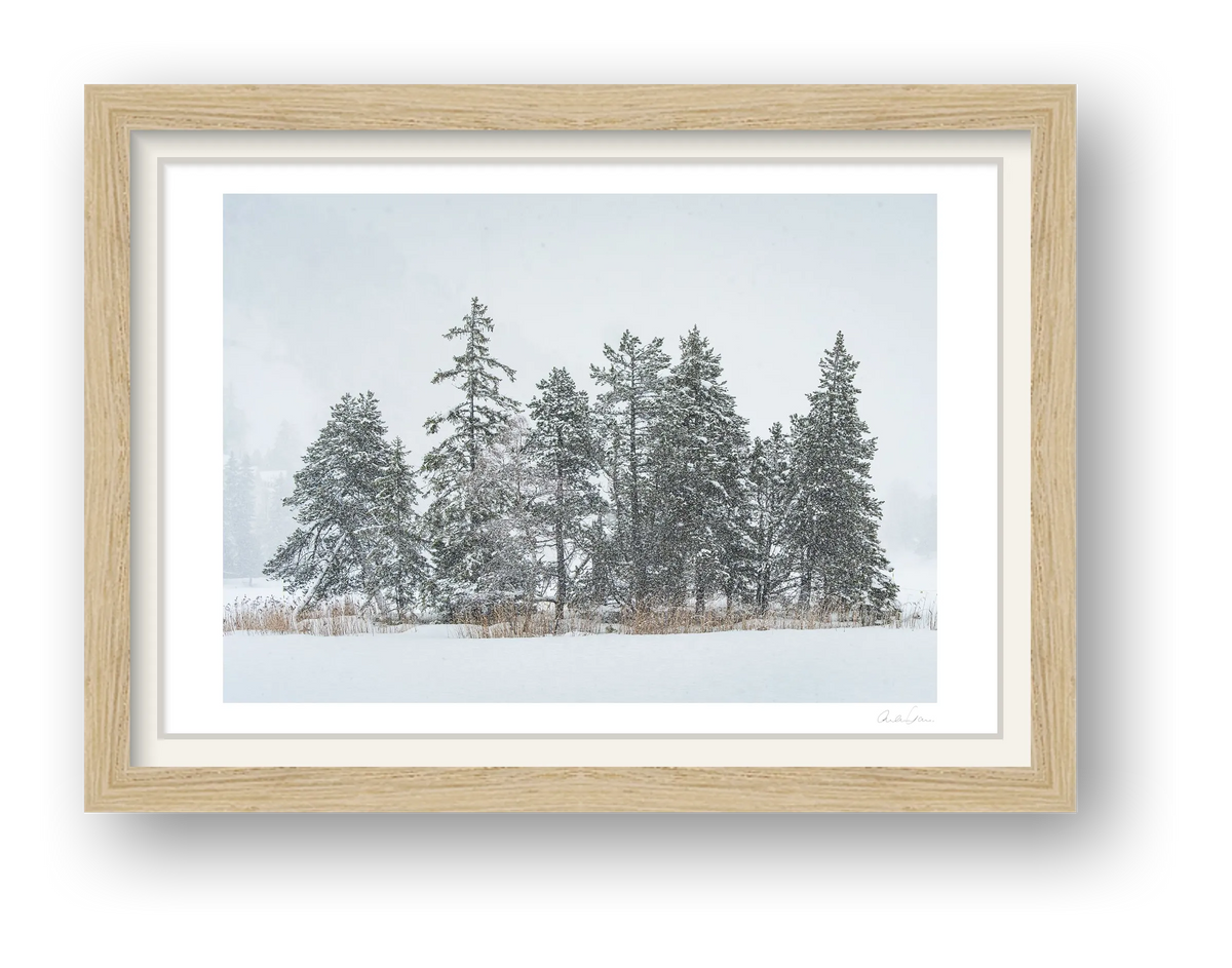Heavy Snowfall on Alpine Pines
