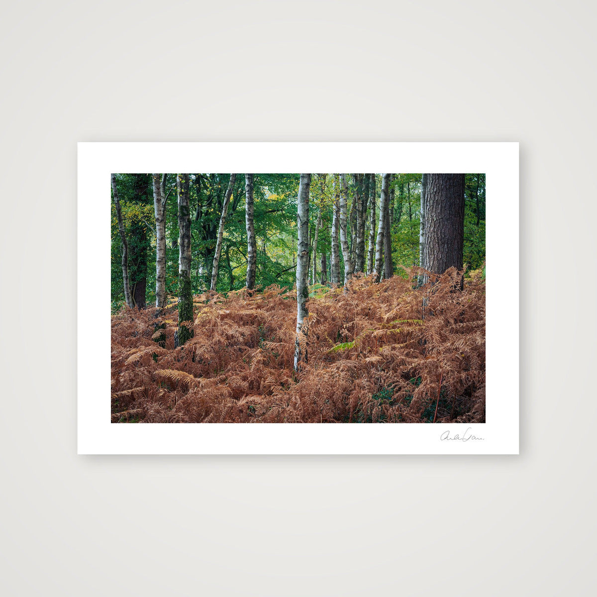 Silver Birches Pierce Golden Ferns: Durlston County Park — A4 (30×21cm) Print only