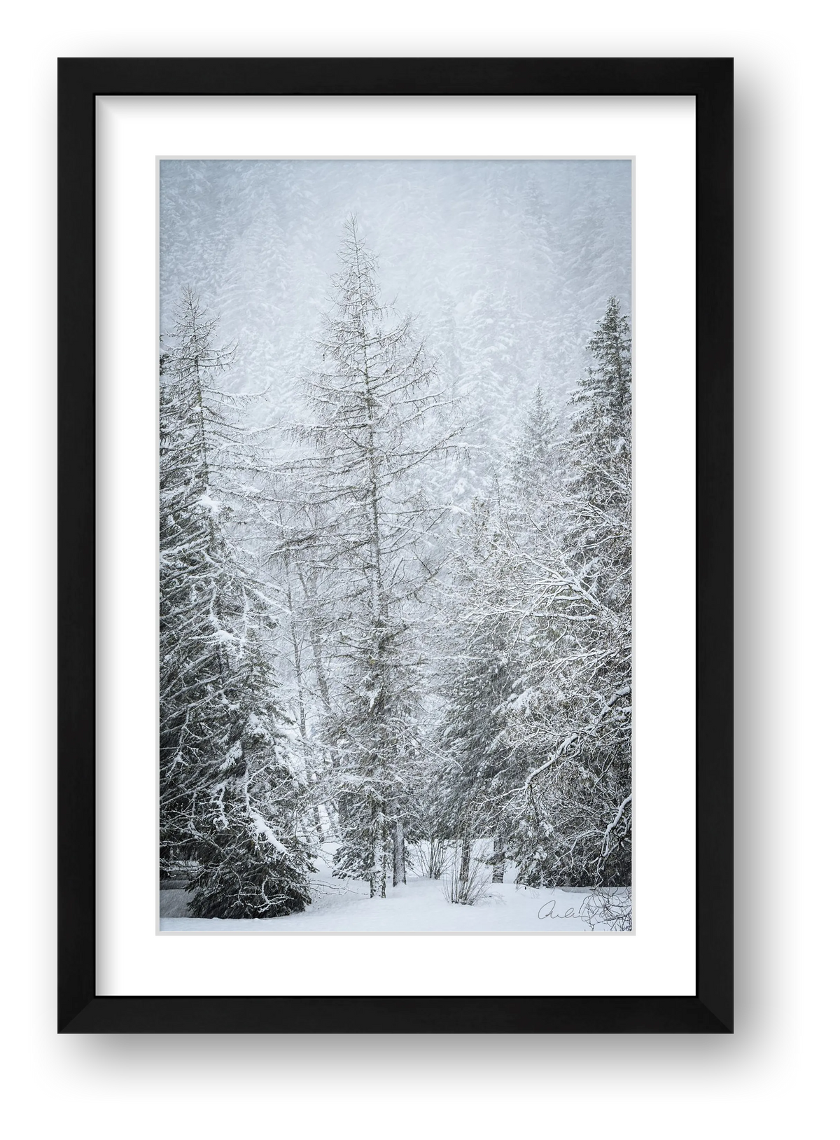 Snow Covered Pine — framed