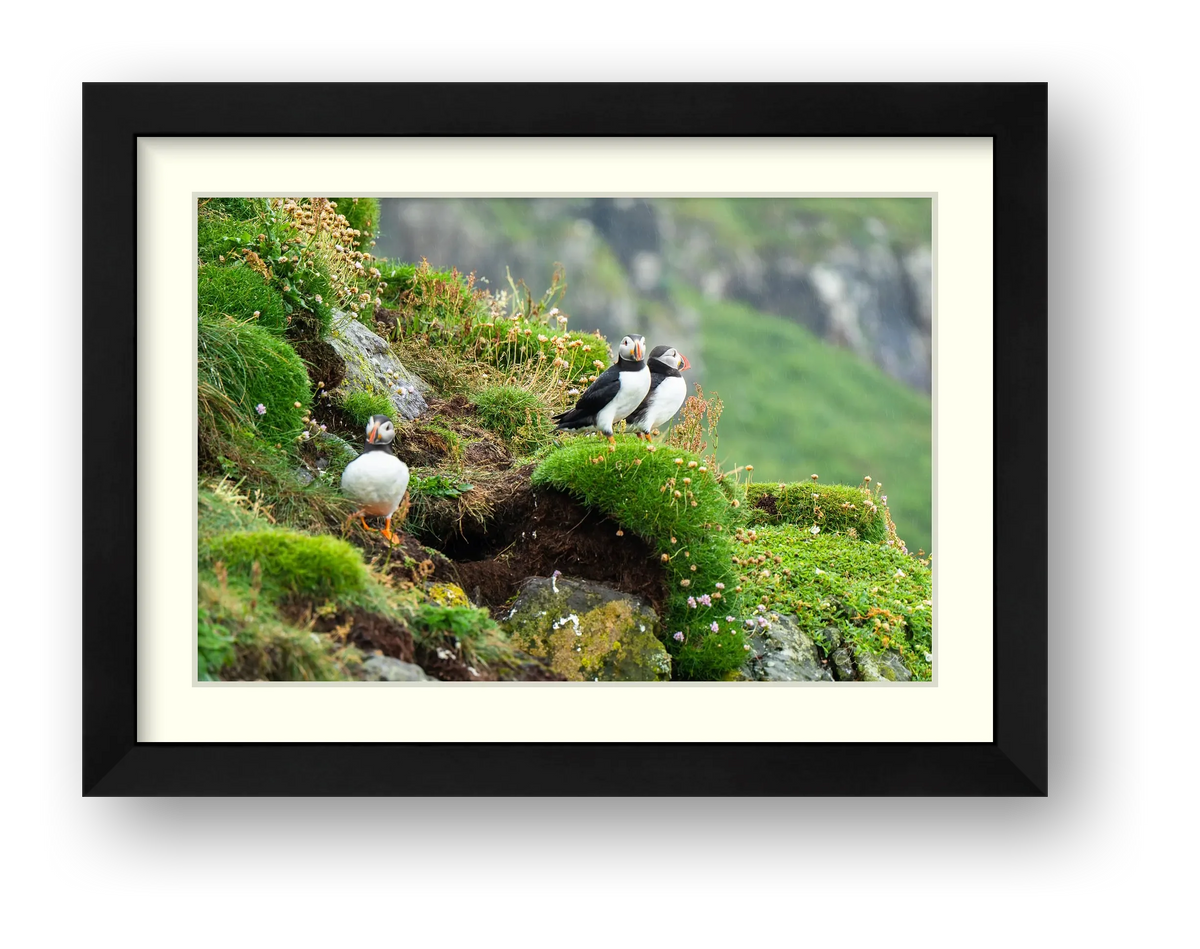 Puffin Ledge, Skomer — framed
