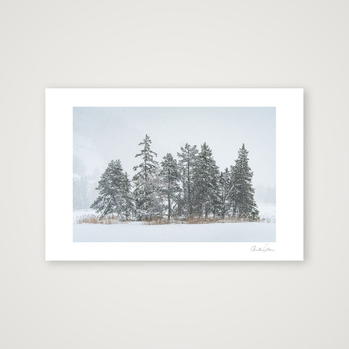 Heavy Snowfall on Alpine Pines — 45×30cm Print only
