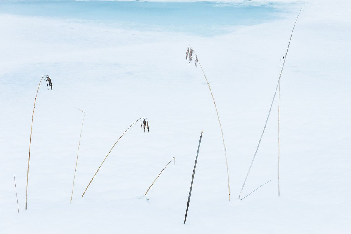 Reeds among a snowy frozen landscape weather the winter freeze
