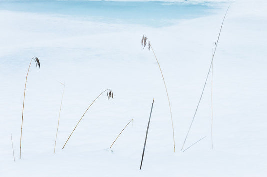 Reeds among a snowy frozen landscape weather the winter freeze