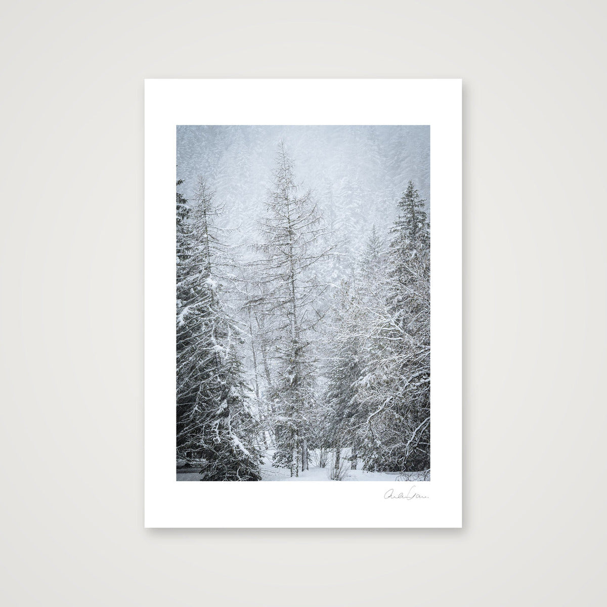 Snow Covered Pine — A4 (21×30cm) Print only