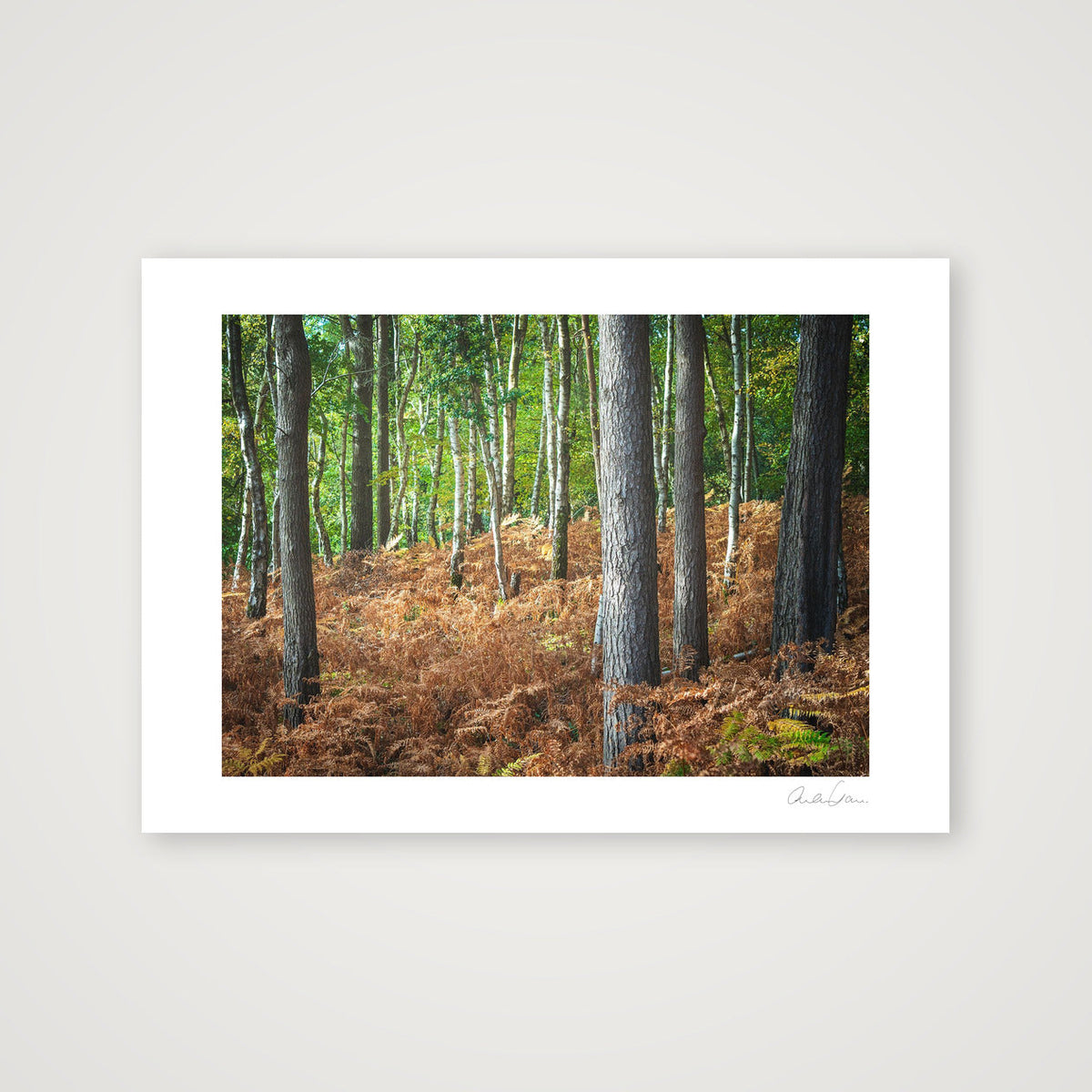 Carpet of Ferns — 59×42cm Print only