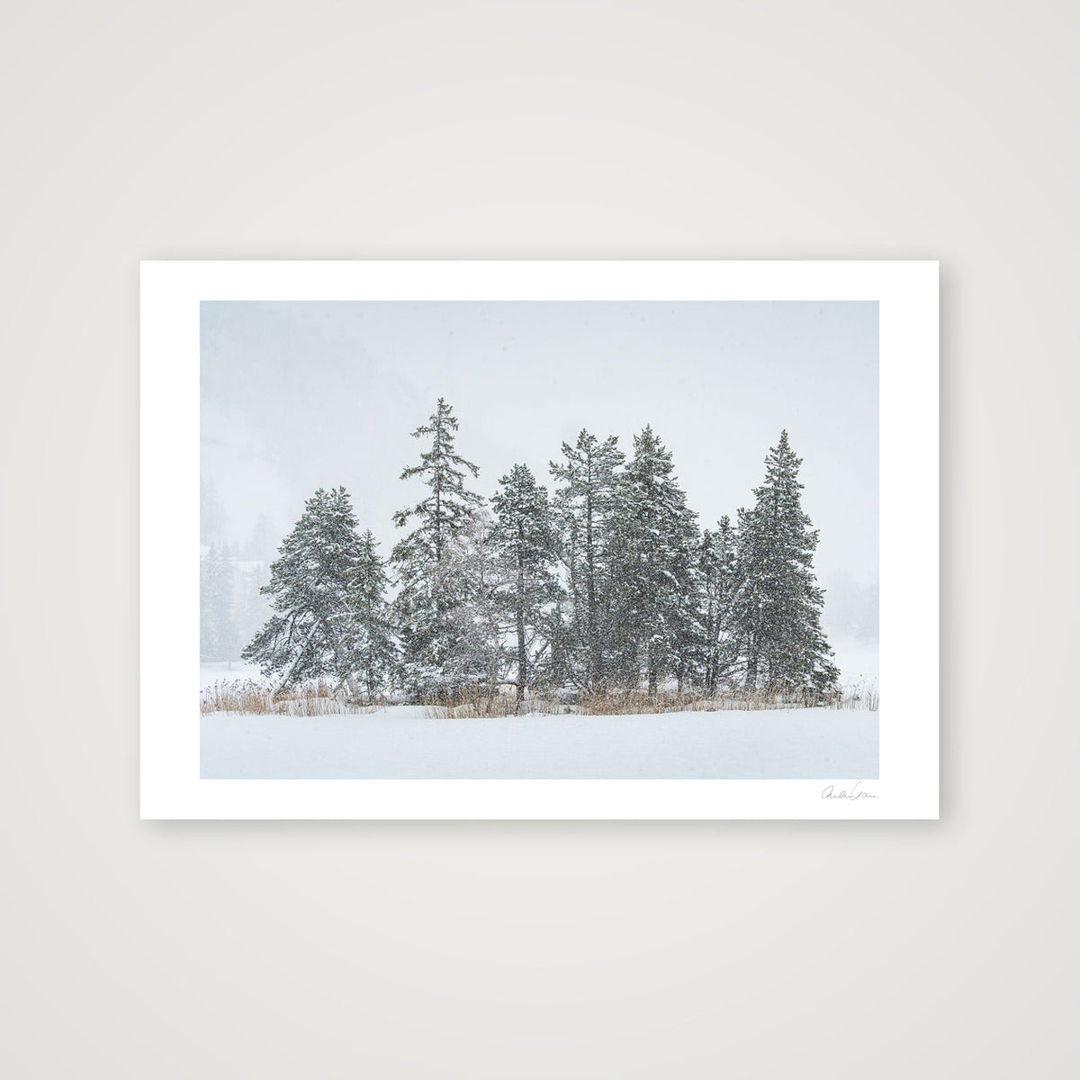 Heavy Snowfall on Alpine Pines — 100×70cm Print only