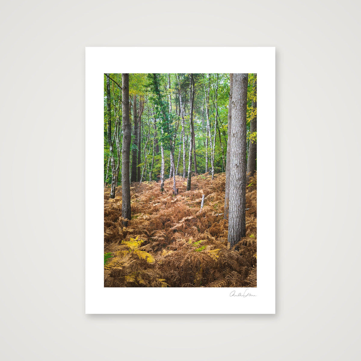 Standing Tall — 42×59cm Print only