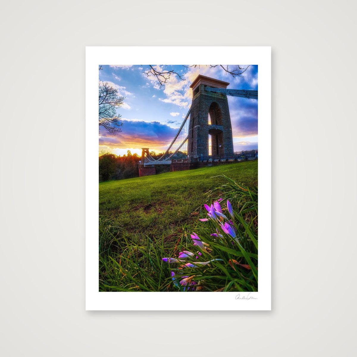 A lone crocus and the Clifton Bridge at sunset — 59×84cm Print only