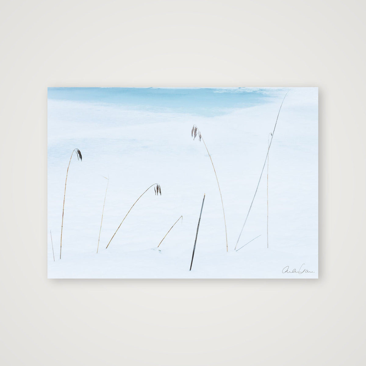 Reeds weather the winter freeze — A4 (30×21cm) Print only