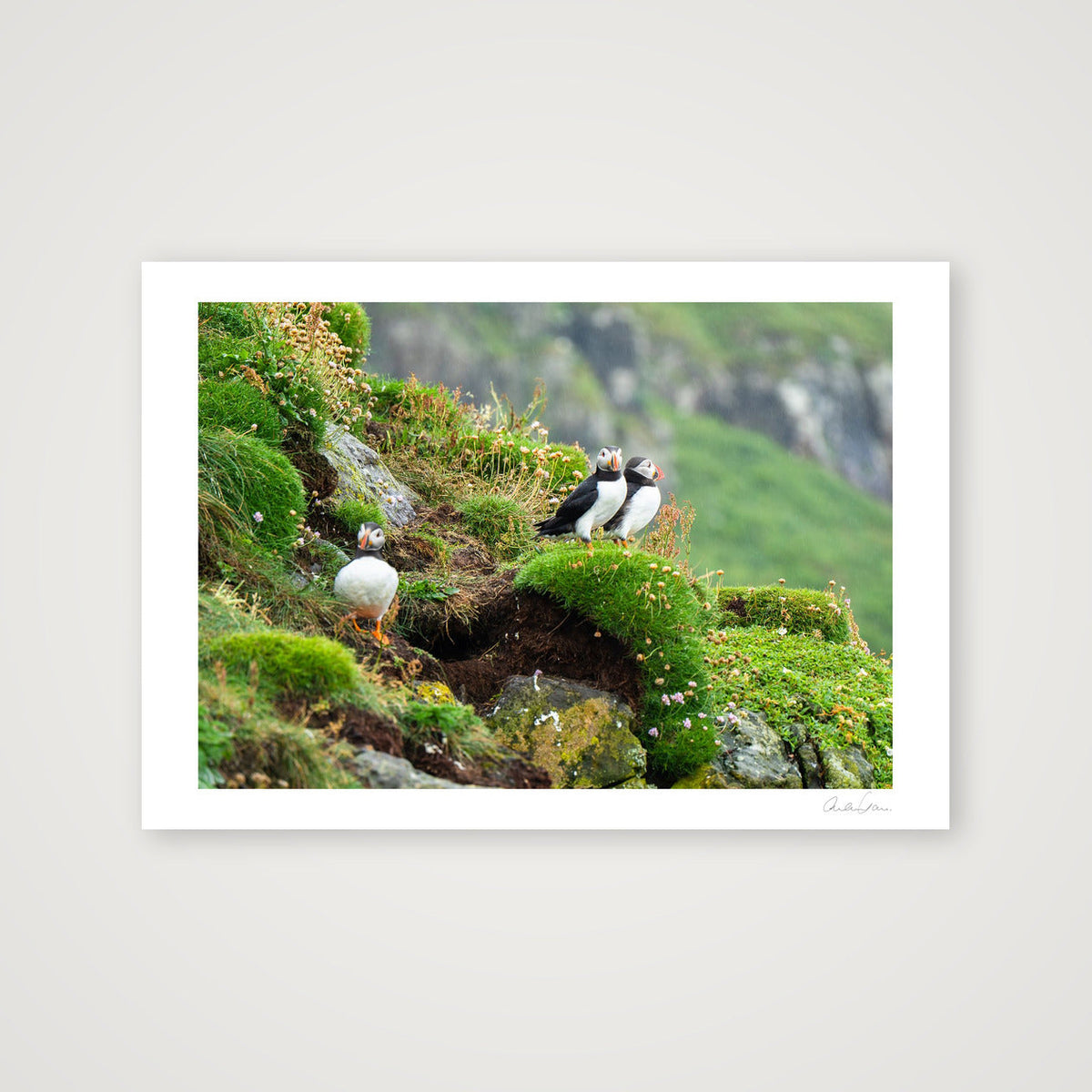 Puffin Ledge, Skomer — 84×59cm Print only