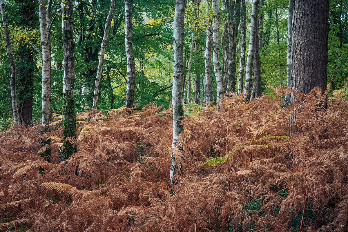 Silver Birches Pierce Golden Ferns: Durlston County Park