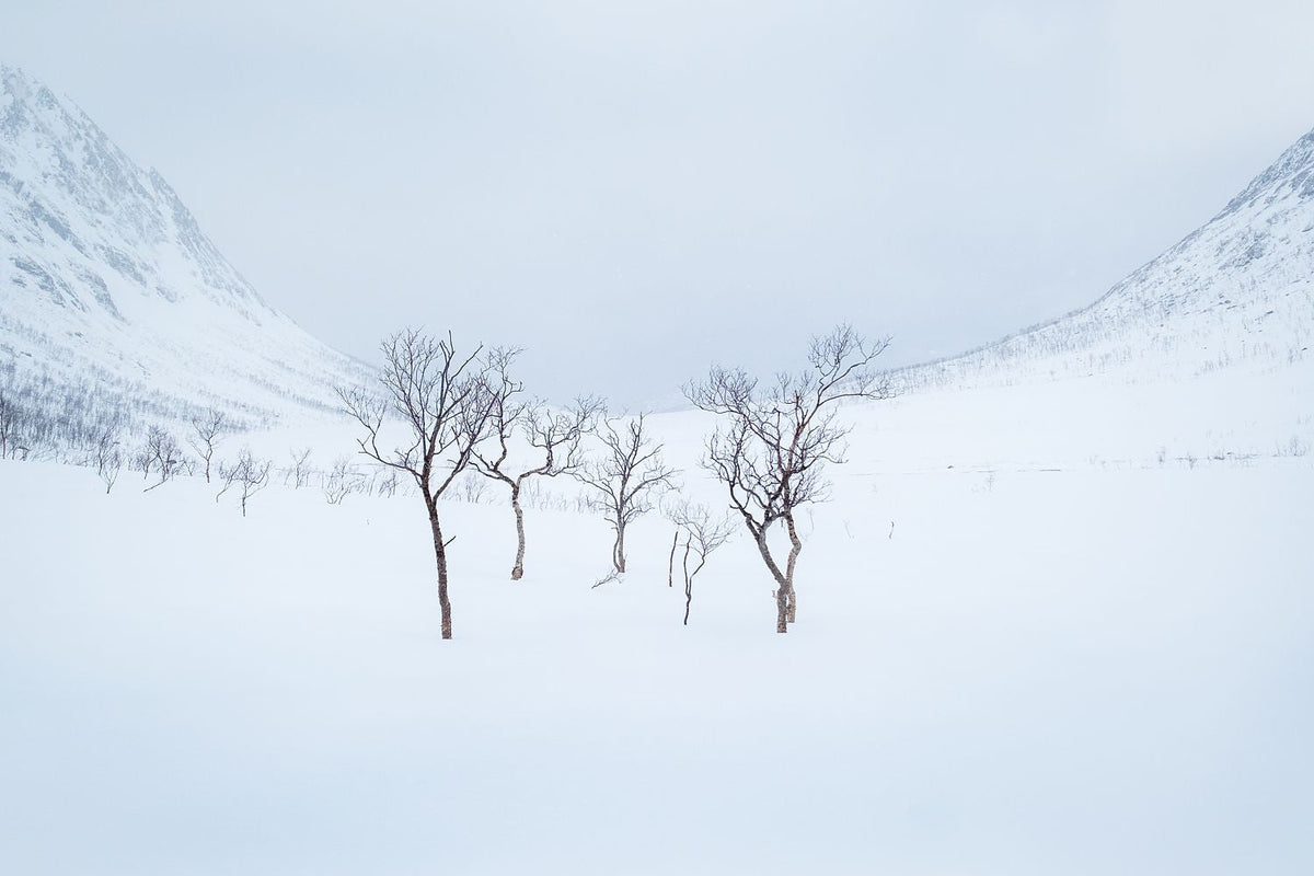Fragile trees standing in heavy snow on a Norwegian mountain, fine-art photograph by f4 Photography Gallery