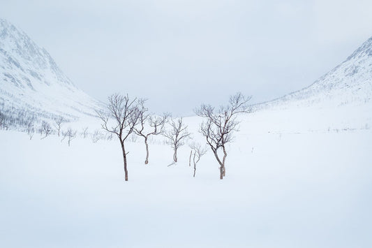 Fragile trees standing in heavy snow on a Norwegian mountain, fine-art photograph by f4 Photography Gallery