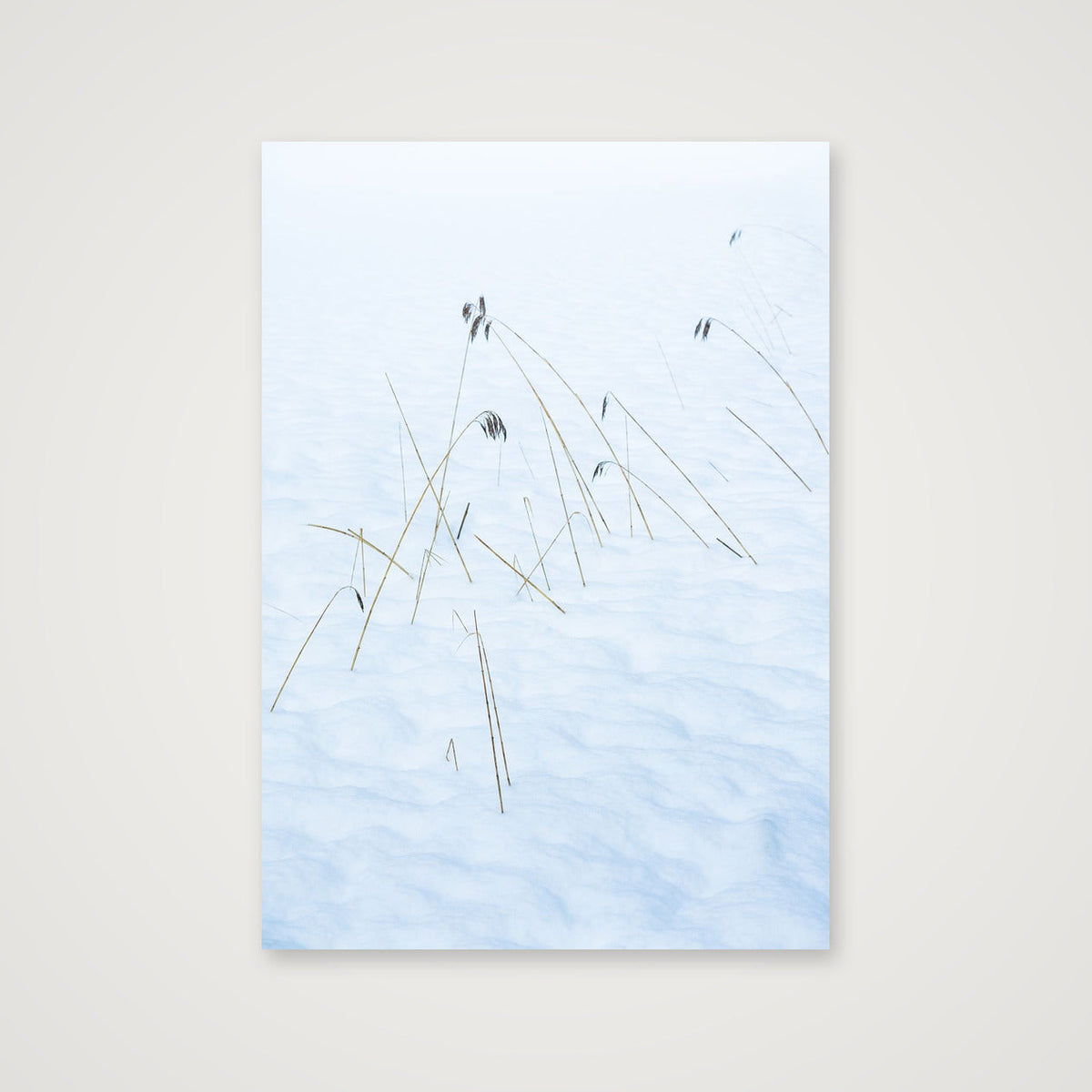 Reeds  brave the Alpine Winter Freeze — 59×84cm Print only