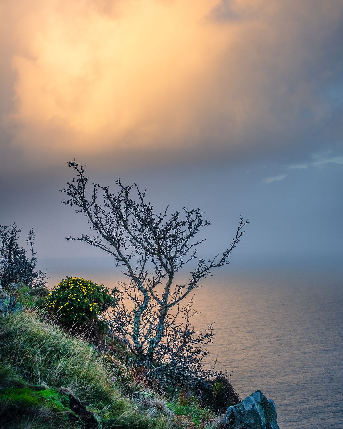 Lone tree on a grassy coastal ledge above the sea, beneath golden sunset light and blue-grey clouds
