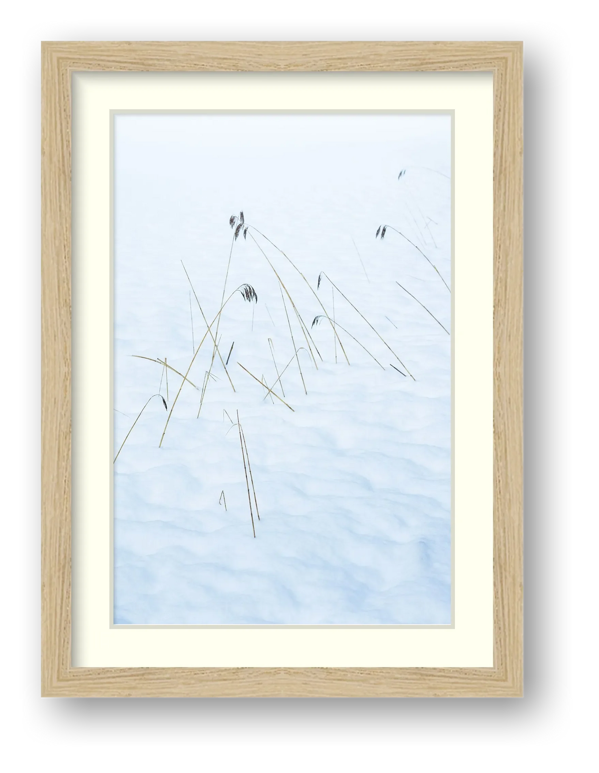 Reeds  brave the Alpine Winter Freeze — framed