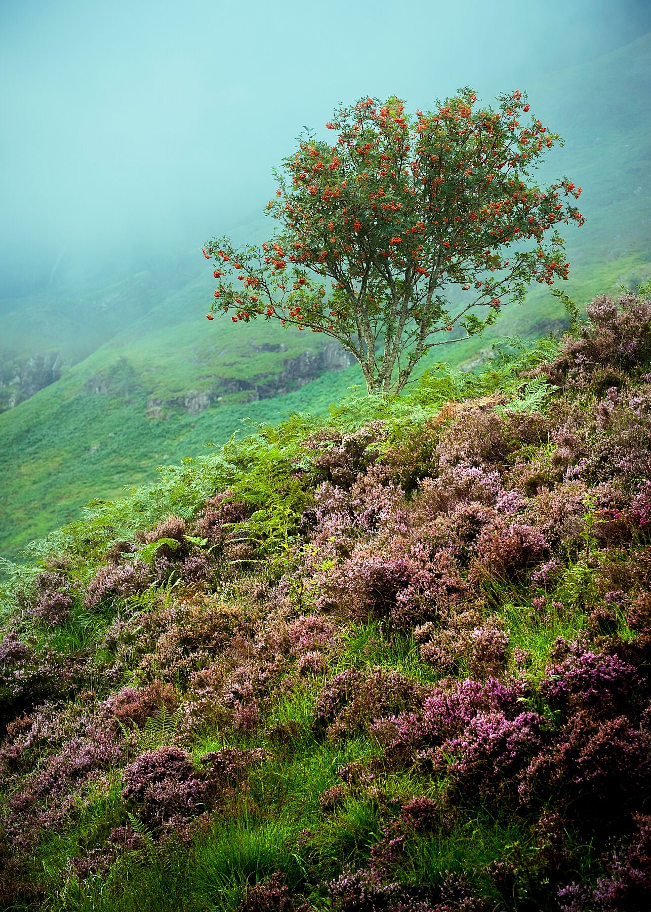 Experience the beauty of Scotland with this photograph simply capturing a lone tree flanks by heather. Breathe in the refreshing mist as you walk through fields of vibrant heather