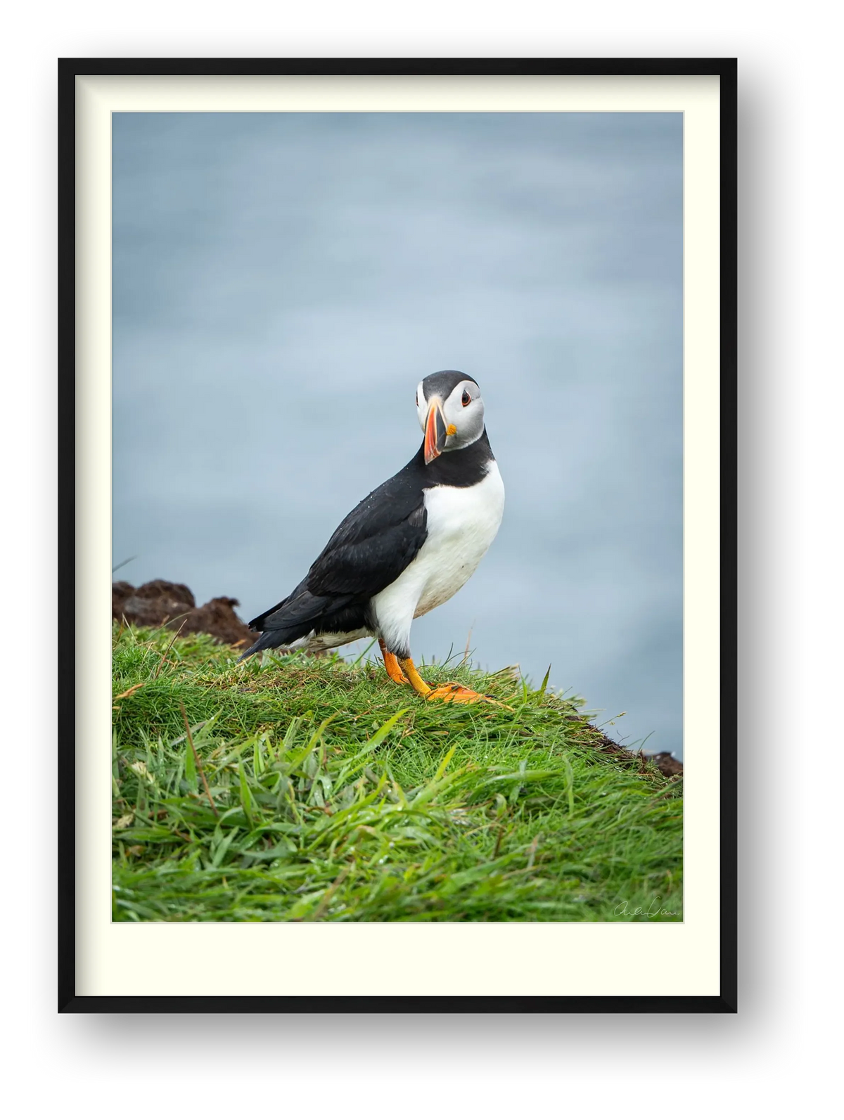 Puffin lookin, Skomer — framed