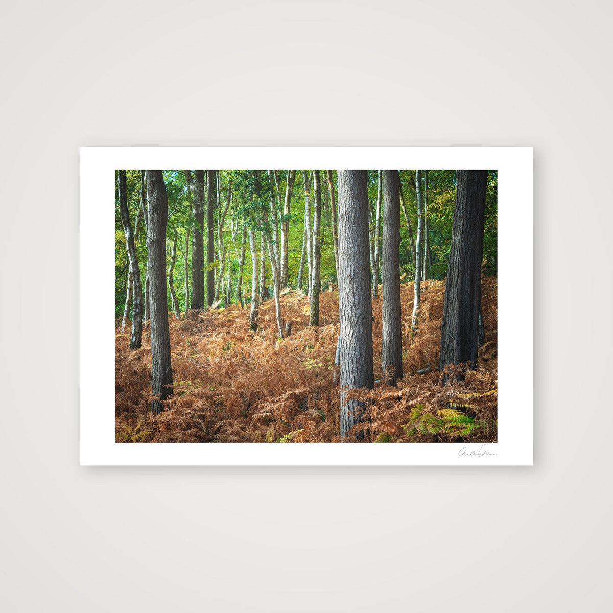 Carpet of Ferns — 84×59cm Print only