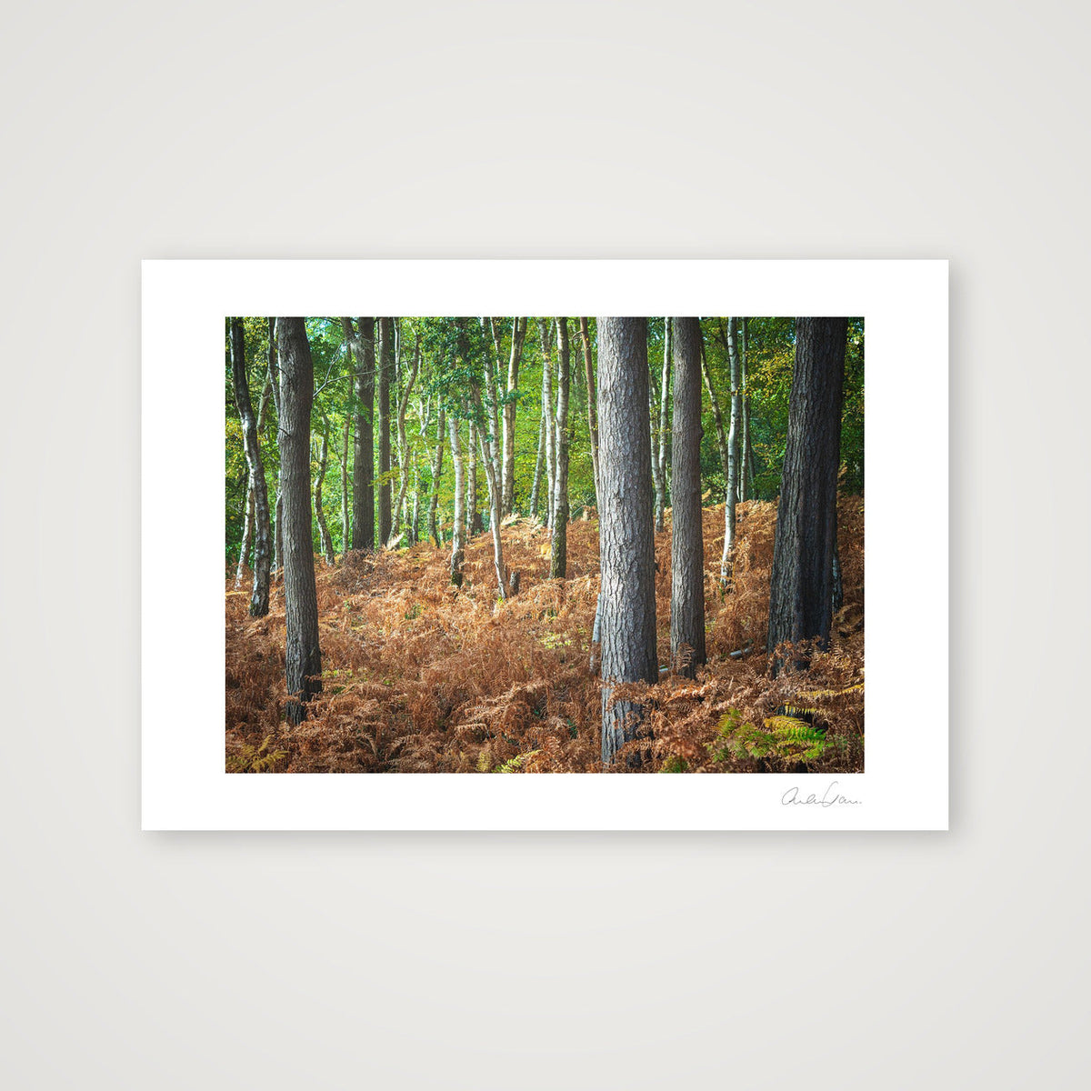 Carpet of Ferns — A4 (30×21cm) Print only