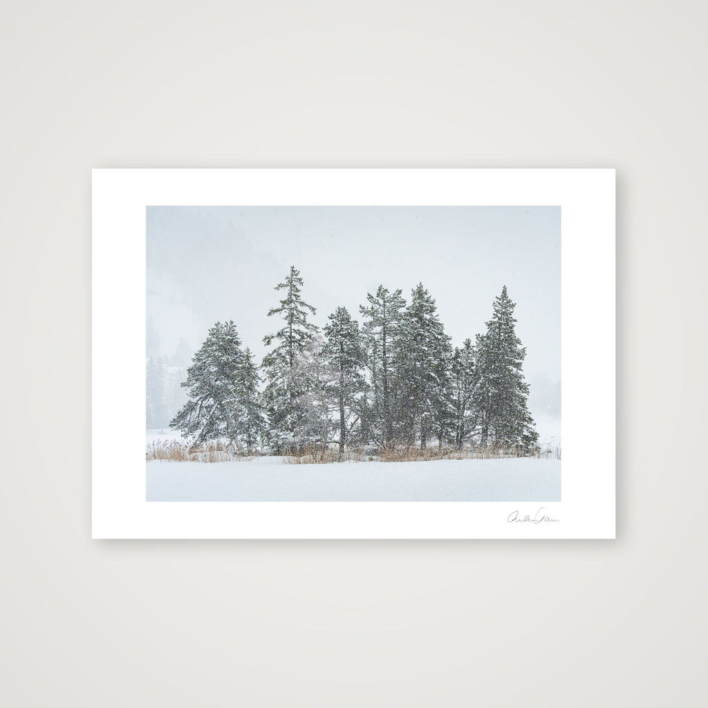 Heavy Snowfall on Alpine Pines — A4 (30×21cm) Print only
