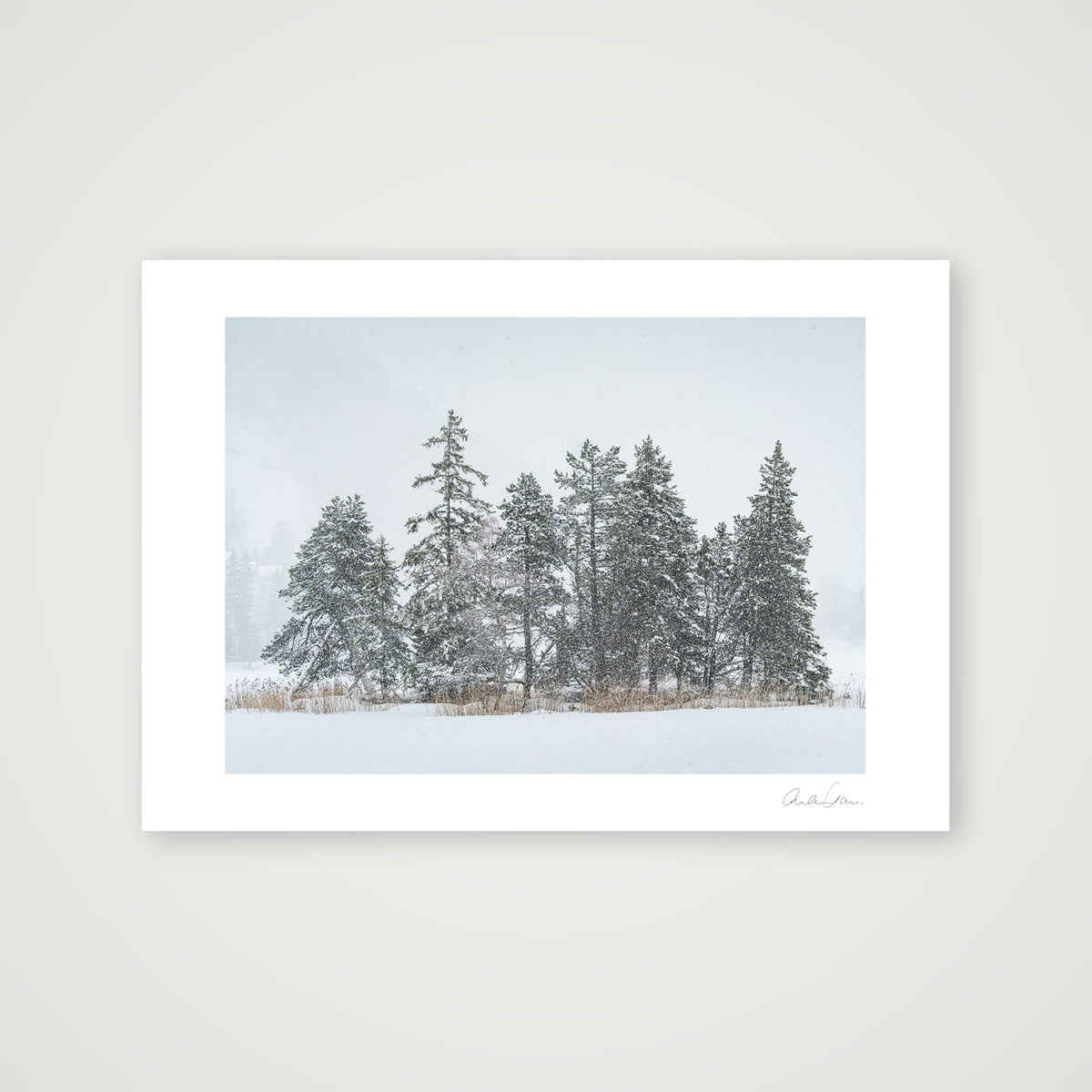 Heavy Snowfall on Alpine Pines — A4 (30×21cm) Print only