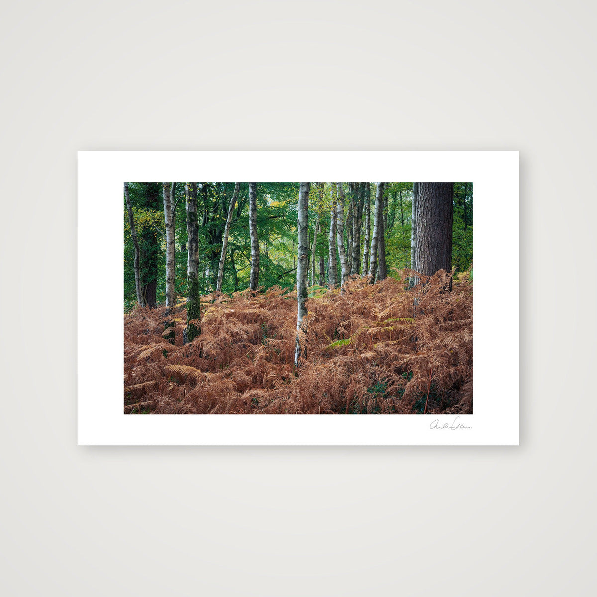 Silver Birches Pierce Golden Ferns: Durlston County Park — 60×40cm Print only