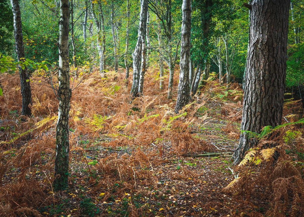 A Pebble Dash of Leaves