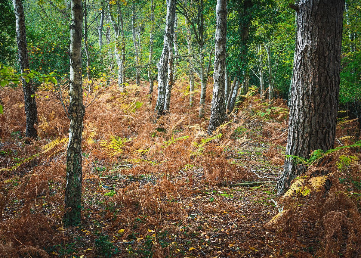 A Pebble Dash of Leaves