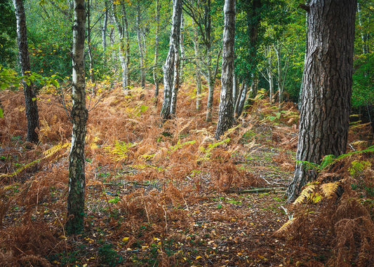 A Pebble Dash of Leaves