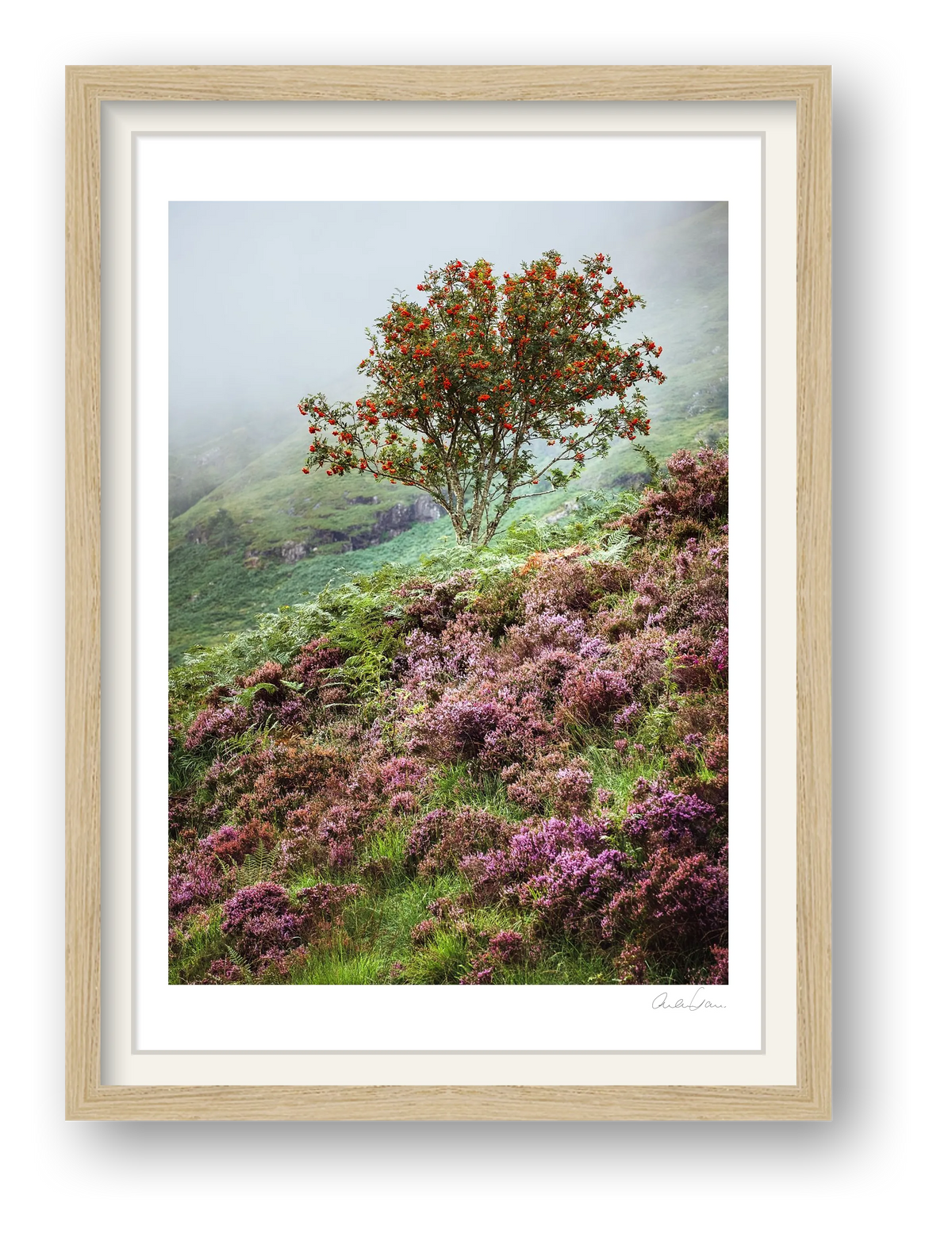 The Lonesome Rowan Tree — framed