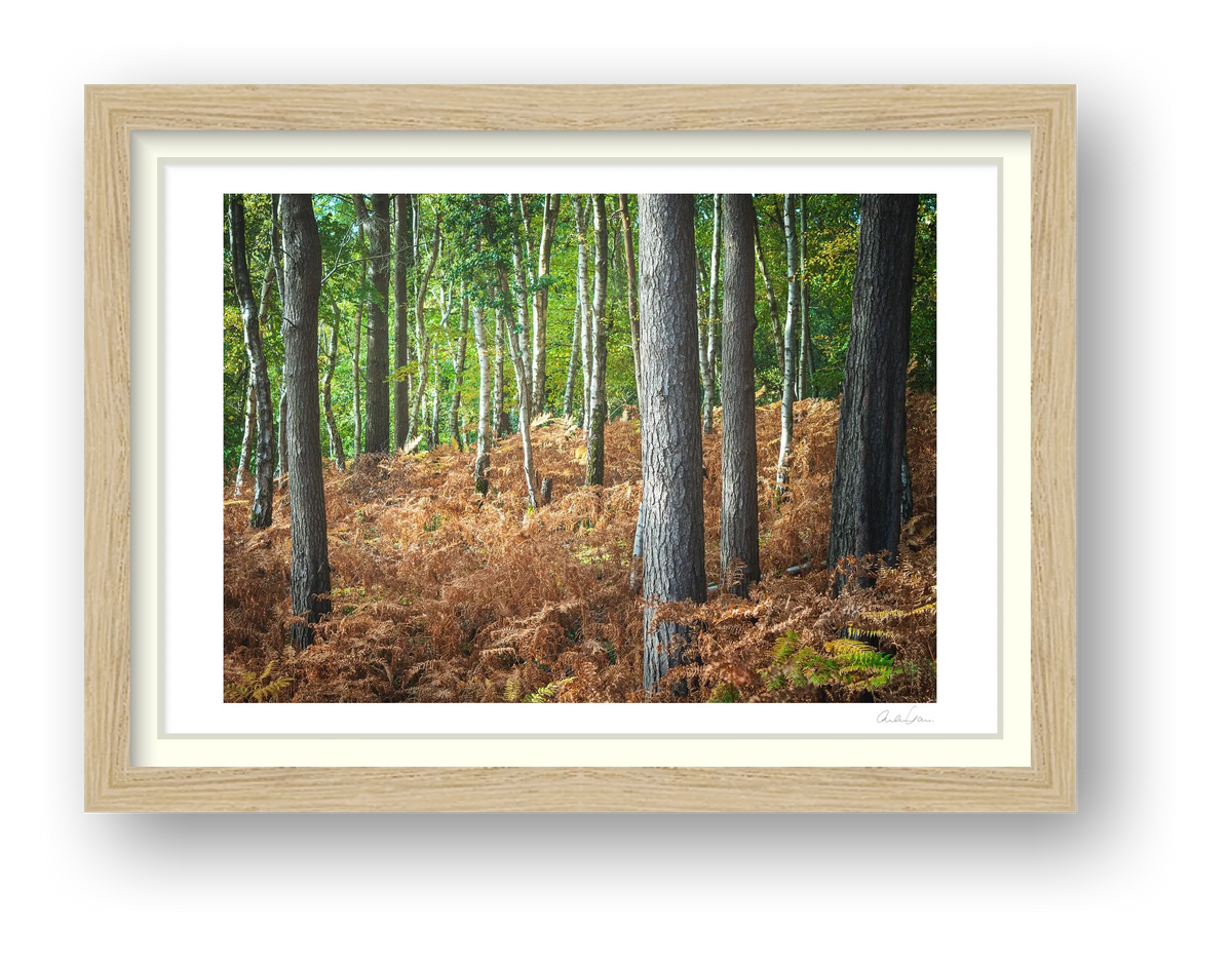 Carpet of Ferns — framed