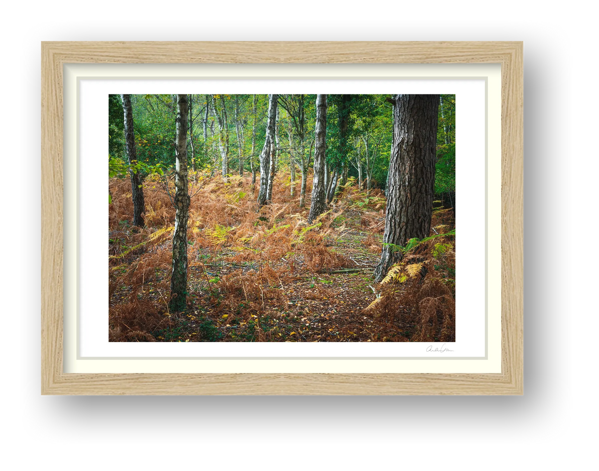 A Pebble Dash of Leaves — framed